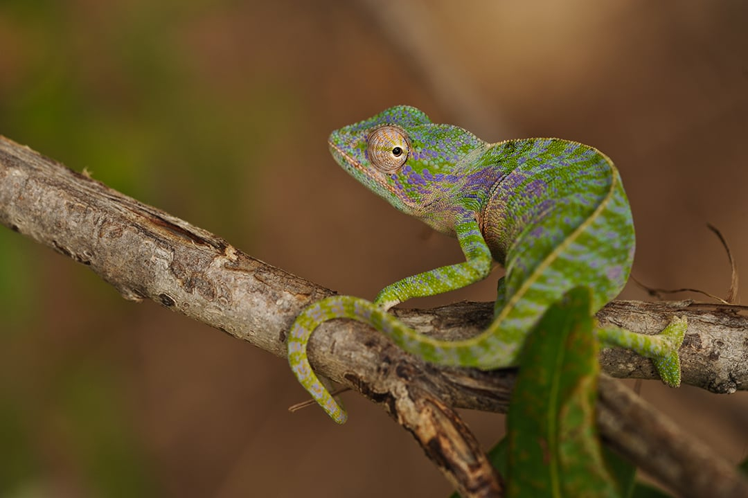 Un caméléon Furcifer viridis © Evrard Wendenbaum – Naturevolution