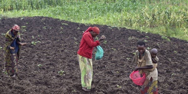 Des paysans travaillant dans un champ de pommes de terre, près de Bujumbura, le 14 décembre 2015. © Melanie Gouby/AP/SIPA