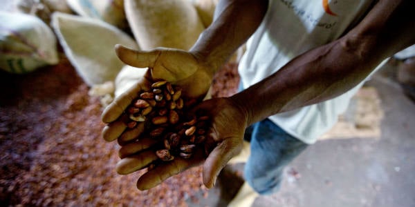 Cacao en Côte d'Ivoire. © Fernando Llano/AP/SIPA
