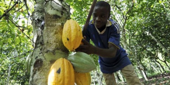 La production de cacao du Cameroun a progressé grâce, notamment, à une amélioration de la rémunération des planteurs.
