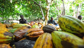 Le Cameroun souhaite traiter 70 000 tonnes de fèves de cacao supplémentaires chaque année