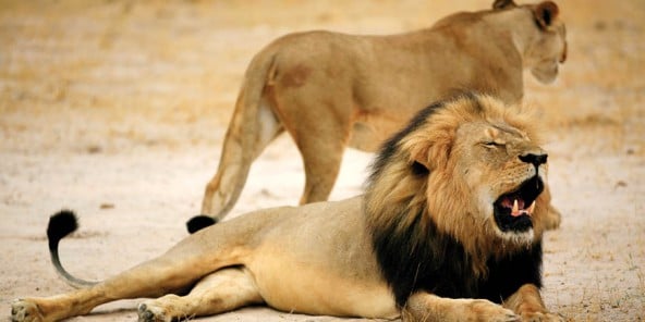 Cecil était l'icône du parc national Hwange.