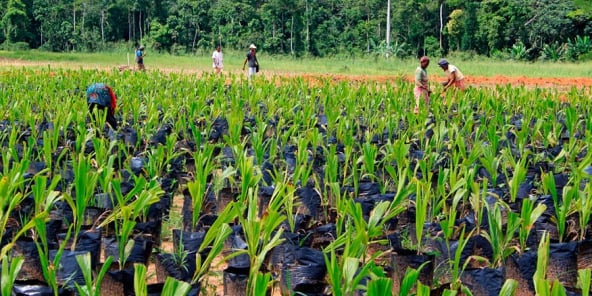 La Socfin est présente en Afrique dans les plantations de palmiers à huile et d’hévéa depuis la fin du XIXe siècle. Son impact sur la déforestation pourrait s’accentuer avec la hausse de la demande mondiale pour l’huile de palme et le caoutchouc, craint Greenpeace.