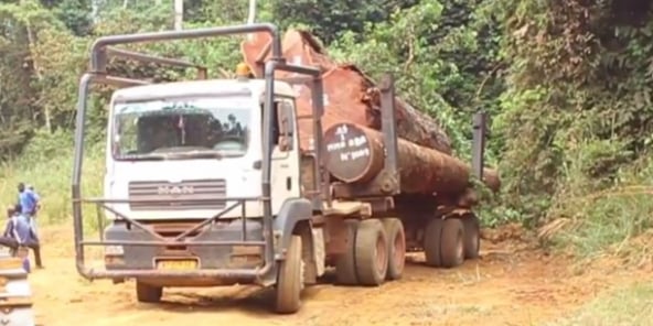 Exploitation de kevazingo au Gabon.