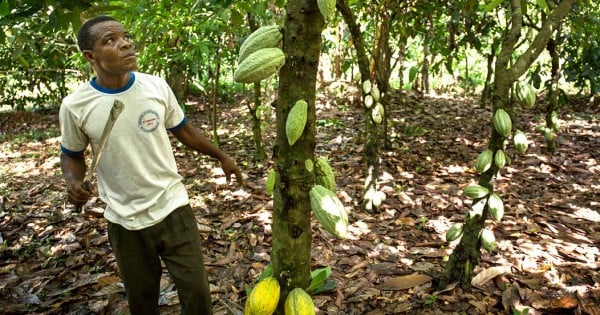 Cacaoyère près de Kpalimé, dans la région des Plateaux.