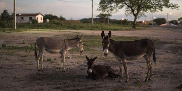 45 000 ânes ont été abattus en six mois au Burkina Faso.