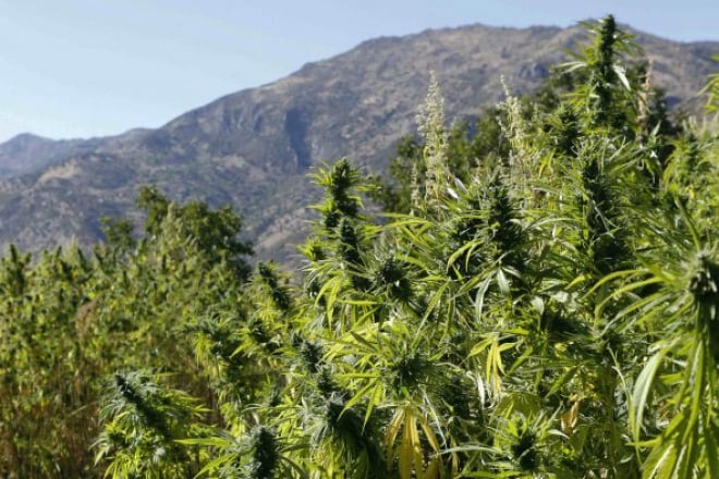 [Tribune] Maroc : la prohibition du cannabis en question