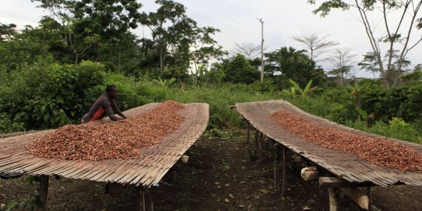 Du cacao sèche en bordure d’une forêt ivoirienne, en 2011.