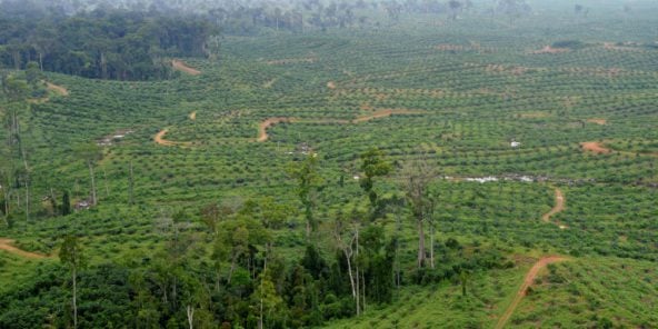 Olam est entre autres actif dans l’agriculture et la gestion des forêts au Gabon.