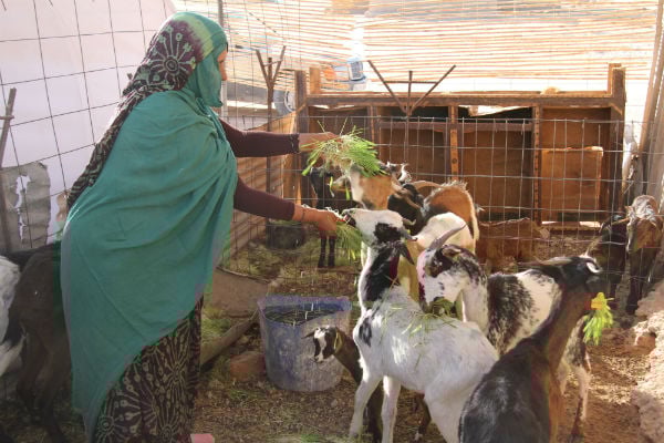 Une femme sarahouie avec du fourrage frais. © Programme alimentaire mondial des Nations Unies
