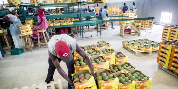 Tri des mangues destinées à l'exportation par l'entreprise Safina (Dakar, Sénégal).