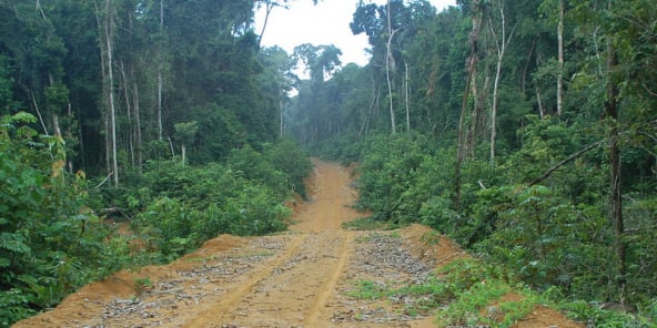 Une piste traversant la forêt, au Gabon. L'enjeu du foncier concerne particulièrement les habitations en milieu forestier.