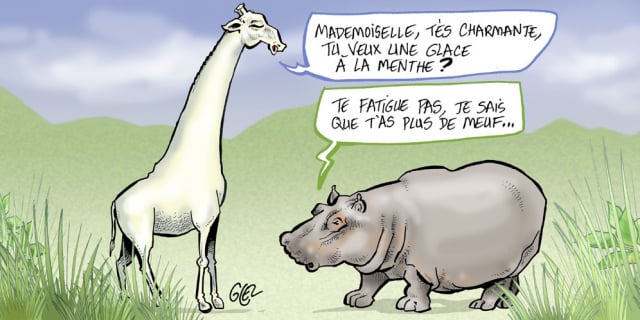 Chronique Les Girafes Blanches Du Kenya Condamnees A L Extinction Par Des Braconniers Jeune Afrique