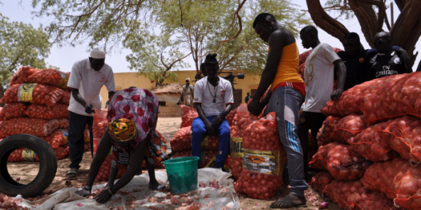 Une exploitation d'oignons au Sénégal.