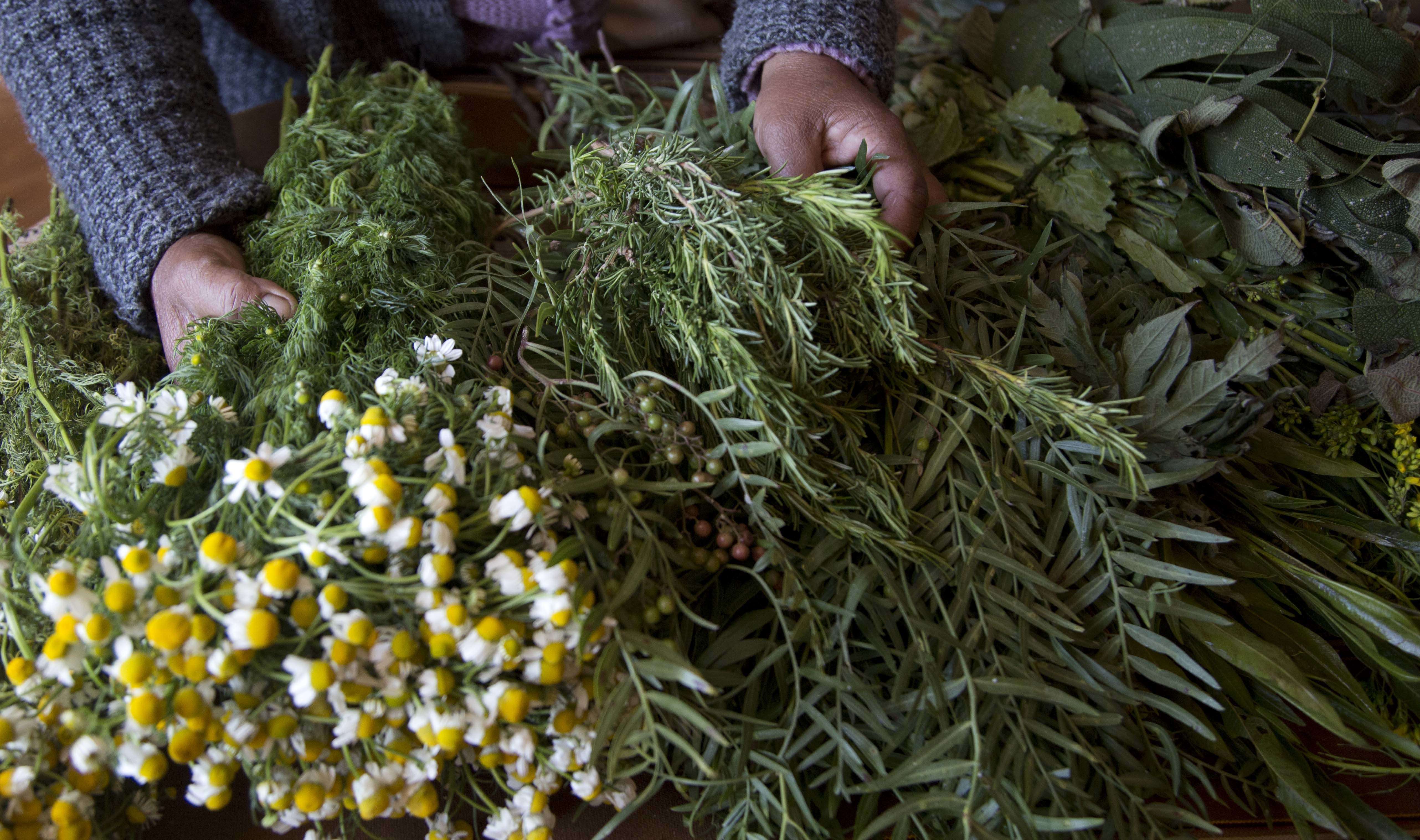 Une sage-femme sélectionne des herbes médicinales, dont l’artemisia, pour soigner une femme enceinte, en Bolivie, en juillet 2017.