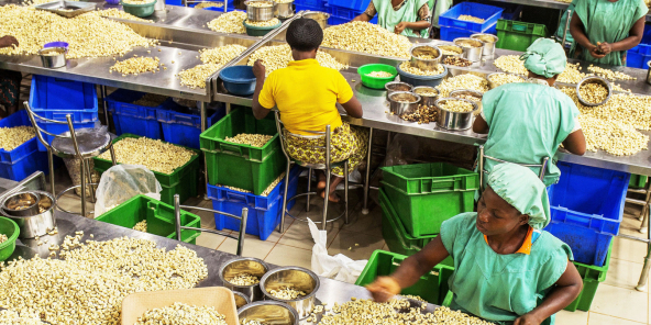 À Zogbodomey,
au Bénin, l’usine de décorticage d’anacarde de Fludor, filiale locale du holding nigérian Tropical General Investment (TGI).