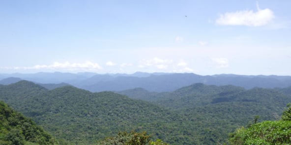 Le gouvernement camerounais a annulé, mi-août, un décret qui ouvrait la voie à l’exploitation de plus de 68 000 hectares dans la forêt d’Ebo.