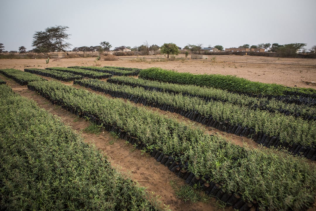 À Mbar Toubab, au Sénégal, 150 000 variétés de plants d'acacia poussent dans un jardin de la Grande Muraille verte.