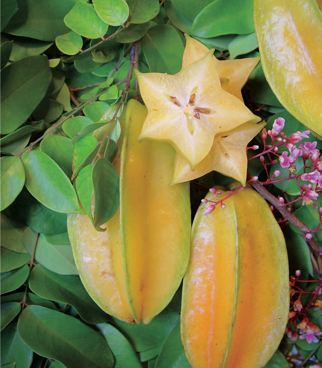 Une carambole ou pomme de Goa