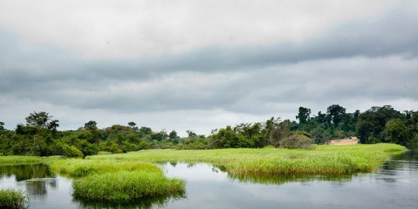 Marais de la rivière Likouala-aux-Herbes, dans le département de la Likouala (nord-est), particulièrement riche en tourbe.