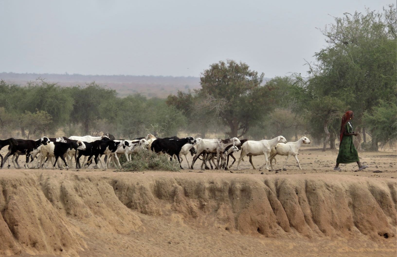 Tous les matins dans le principal marigot dans les environs de Mongo, de la taille d’un demi-terrain de football, les troupeaux des nomades installés à proximité viennent s’abreuver. L’eau est tellement rare que les hommes eux-mêmes doivent parfois boire cette eau boueuse.