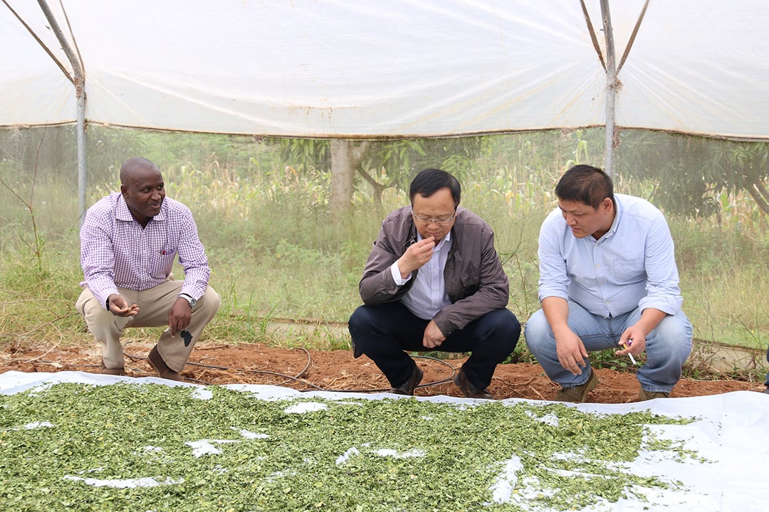 Les produits issus de l'agriculture africaine bénéficieront d'une aide particulière en vue de l'exportation vers la Chine. Et des agronomes vont être envoyés sur le continent, comme dans ce village kényan, en 2018. © Wang Shengwei/XINHUA via AFP